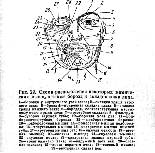 Схема расположения некоторых мимических Мышц, а также борозд и складок кожи лица